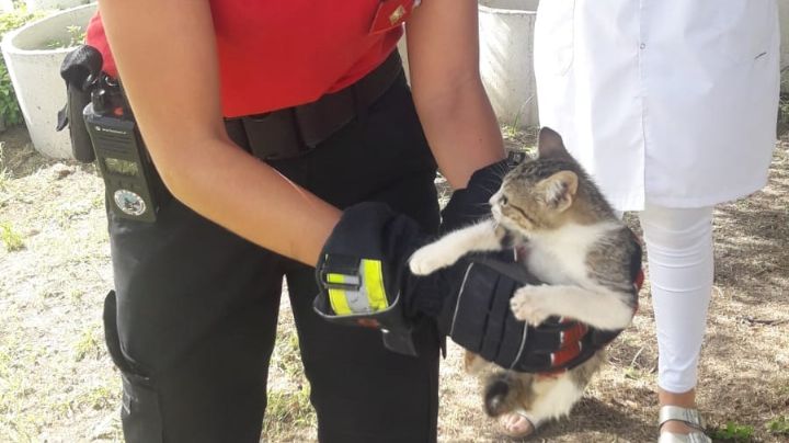 Córdoba: emocionante rescate de un gatito en un pozo de 20 metros