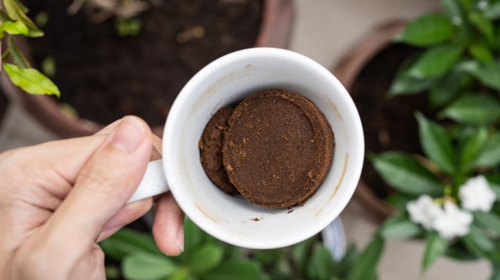 Cinco usos beneficiosos del café para tus plantas