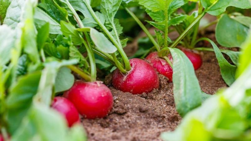 Propiedades y beneficios que brindan los rabanitos a la salud