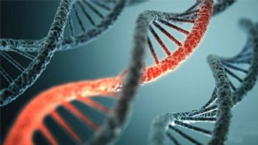 Hallazgo científico: lograron establecer la primera secuencia completa del genoma humano