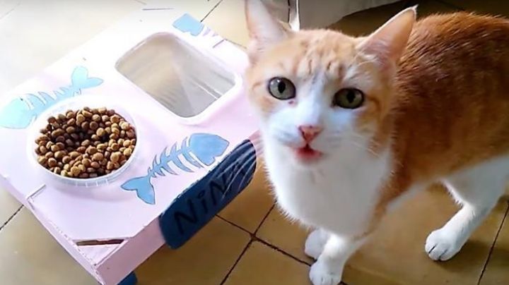 5 razones por las que tu gato siempre te pide comida