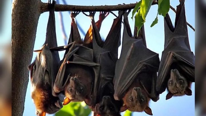 Argentina investiga si los murciélagos transmiten el Covid