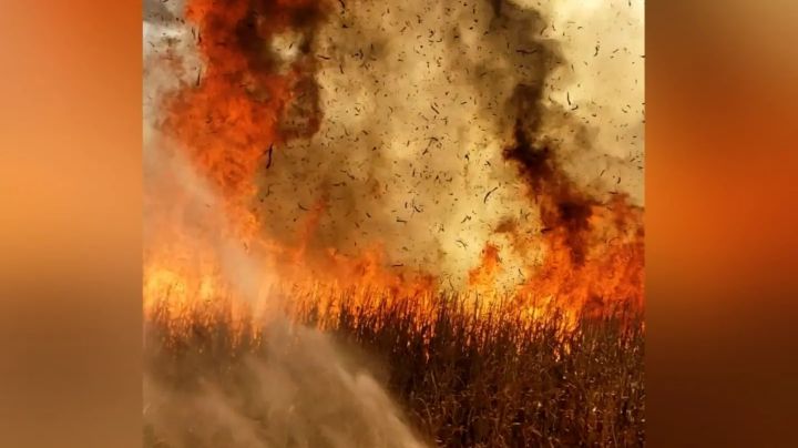 Se incendió un campo de maíz sin cosechar en Marcos Juárez