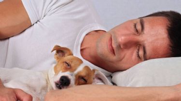 Por qué dejar a tu perro dormir en la cama es una gran idea