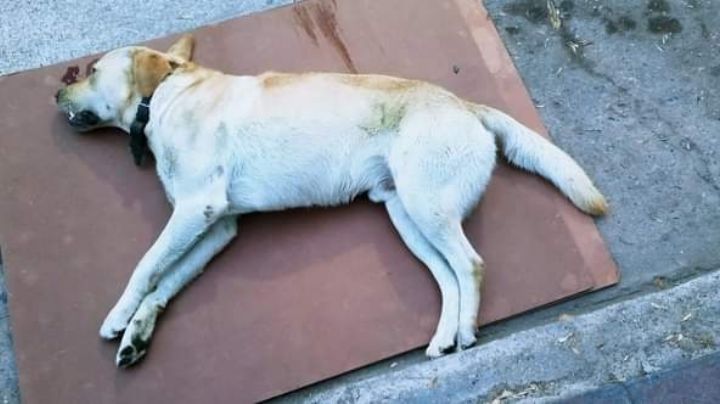 Un perro fue atropellado, murió y ahora buscan dar con sus dueños