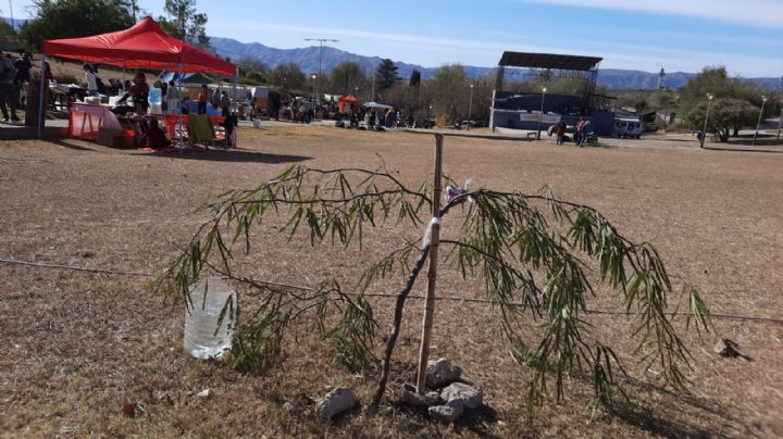 Vecinos plantaron árboles y los destruyeron en Villa Santa Cruz del Lago