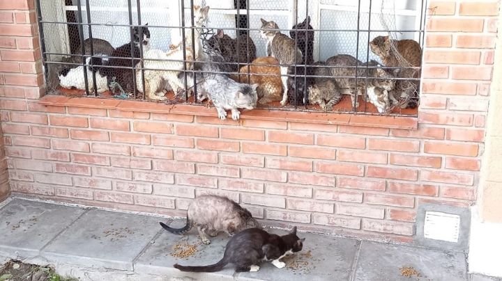 Desalojan a una mujer y encuentran más de 70 gatos en la casa
