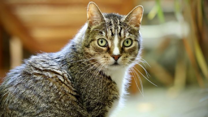 Derribando los 4 mitos más comunes sobre los gatos