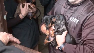 Caballito: rescataron a 55 perros "Salchicha" de un criadero ilegal
