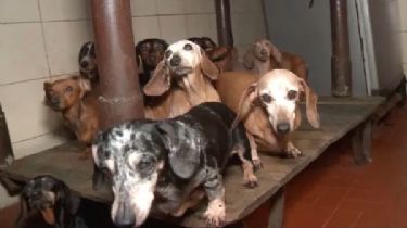 Caballito: rescataron a 55 perros "Salchicha" de un criadero ilegal