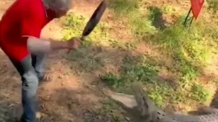 Video insólito: se defendió de un cocodrilo a sartenazos
