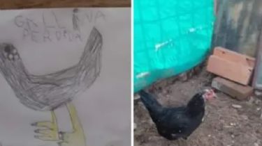 Desapareció su gallina, hizo un dibujo para buscarla y la encontró