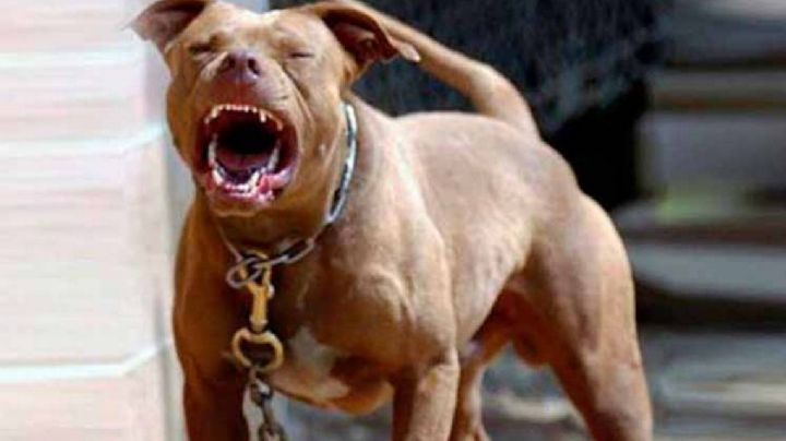 Jujuy: un perro pitbull atacó y mató a un nene de 2 años