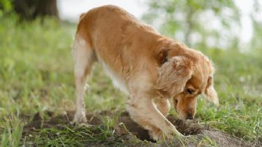 ¿Por qué los perros esconden la comida?