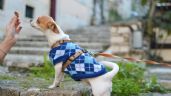 Vestir a perros y gatos: ¿es conveniente o puede ser contraproducente?