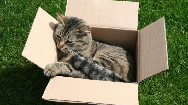 ¿Por qué los gatos aman esconderse en las cajas de cartón?