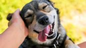 Las 10 cosas que hacen felices a los perros