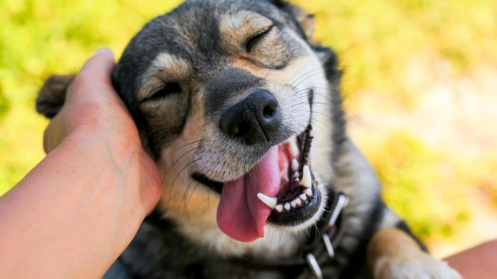 Las 10 cosas que hacen felices a los perros