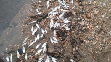 Aparecieron miles de peces muertos en el dique Los Molinos