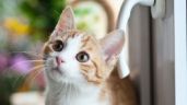 ¿Cuál es la razón por la que los gatos se escapan de su hogar?