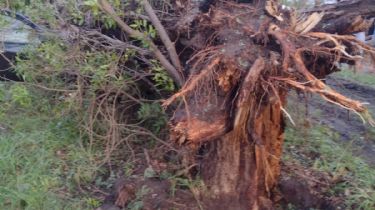 Cabalango: un enorme árbol aplastó a dos autos tras el temporal