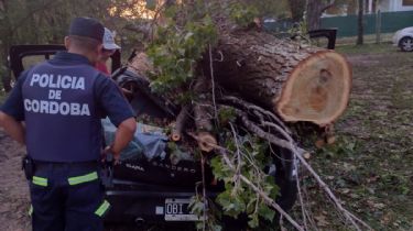 Cabalango: un enorme árbol aplastó a dos autos tras el temporal