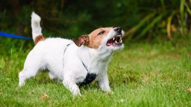 ¿Por qué a los perros les caen mal algunas personas?