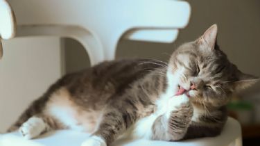 ¿Cuál es el significado espiritual de soñar con gatos?