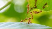 ¿Quieres combatir las hormigas de tu jardín? sigue estos trucos caseros efectivos