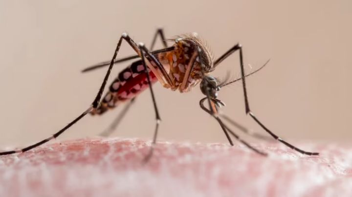 La OMS recomienda la primera vacuna contra el dengue