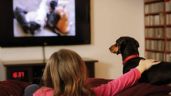 ¿Los perros pueden entender cuando ven televisión?