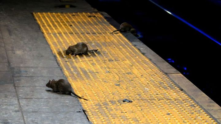 Hay una plaga de ratas en las calles de Nueva York