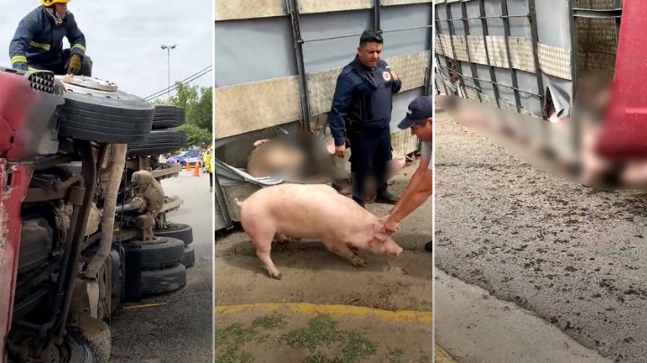 Volcó un camión con cerdos y los vecinos se llevaron varios animales