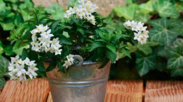 Guía para cultivar jazmines en interiores: consejos de cuidado en macetas