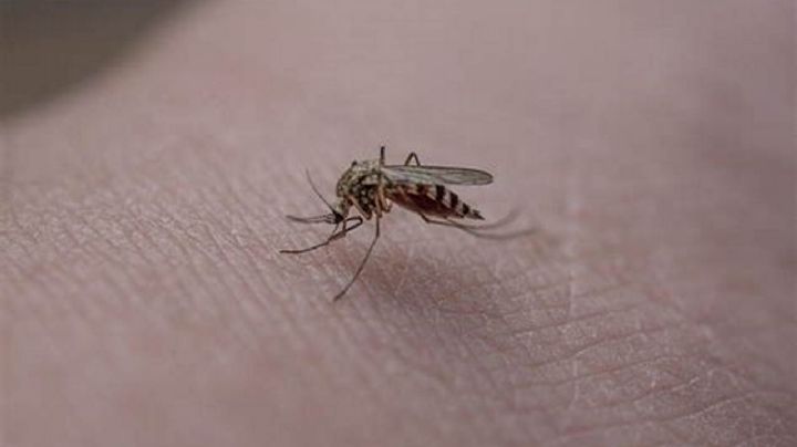 Confirmaron tres casos de dengue autóctono en Córdoba