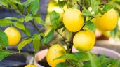 Consejos para plantar y cultivar un limonero en nuestro patio