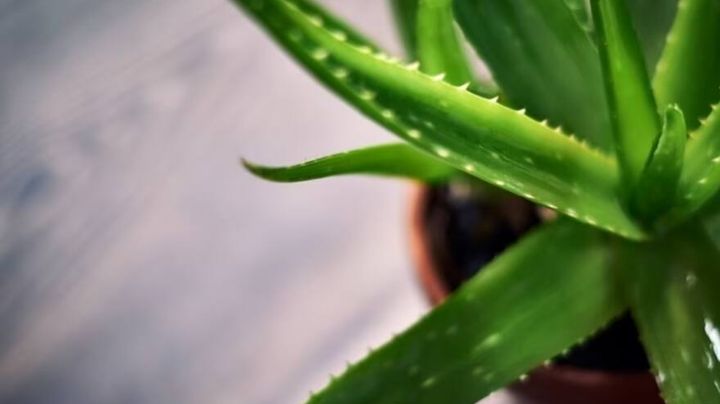 Aloe Vera: así debes cuidar esta maravillosa planta