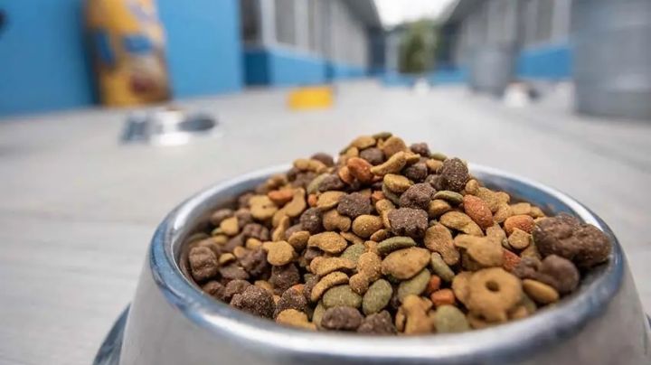 Más de 500 kilos de alimentos para los perros callejeros