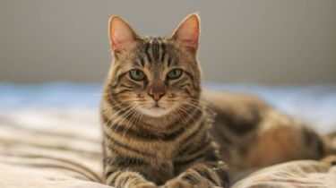 Cinco motivos por los que se debe esterilizar a los gatos
