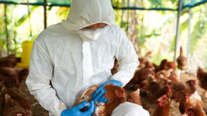 Argentina declara la emergencia sanitaria por gripe aviar