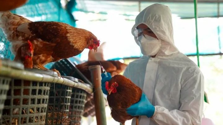 Senasa confirma nuevos casos de gripe aviar: ¿cuántos?