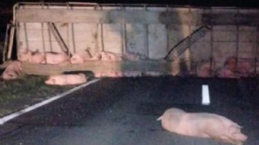 Volcó un camión cargado con cerdos vivos en Santa Fe