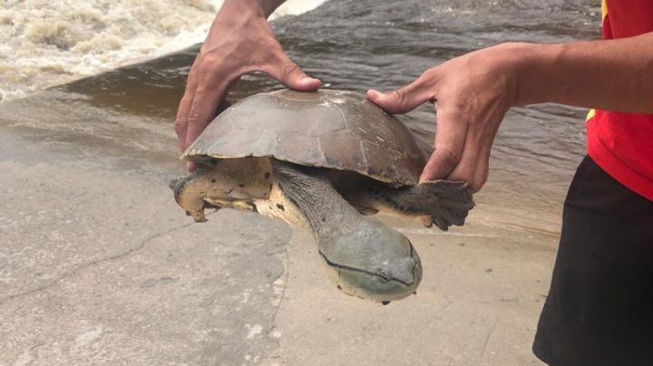 Rescataron una tortuga que iba a ser arrastrada por la creciente