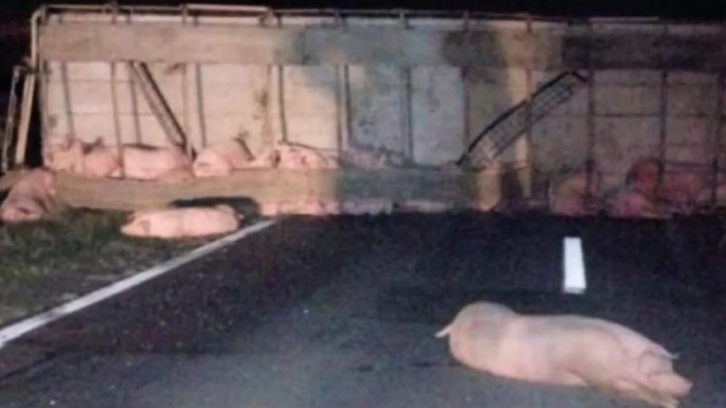Volcó un camión cargado con cerdos vivos en Santa Fe