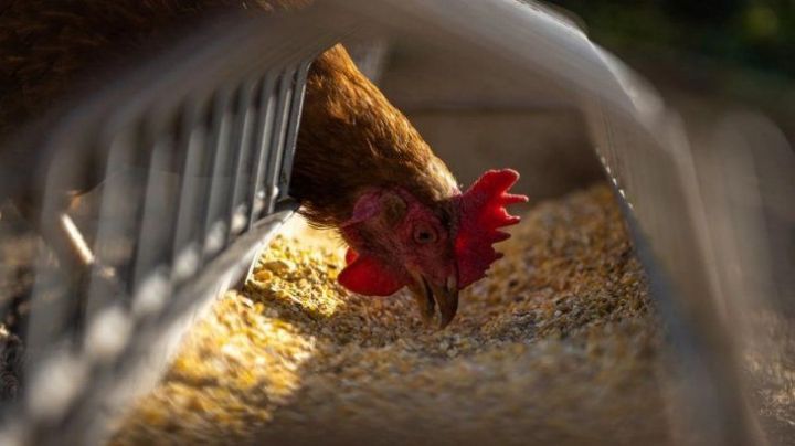 Gripe aviar: confirman otros tres casos positivos en Córdoba