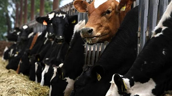 Brasil confirmó un caso de vaca loca y cerró sus exportaciones de carne a China