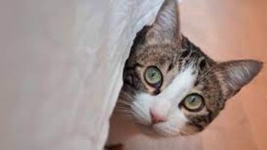 ¿Por qué mi gato se esconde cuando viene gente?