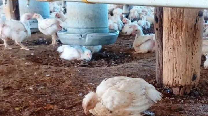 Por un caso de gripe aviar, la Argentina suspendió las exportaciones de pollo y huevo