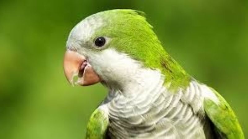 Psitacosis o «Gripe del loro» qué es y cómo prevenirla