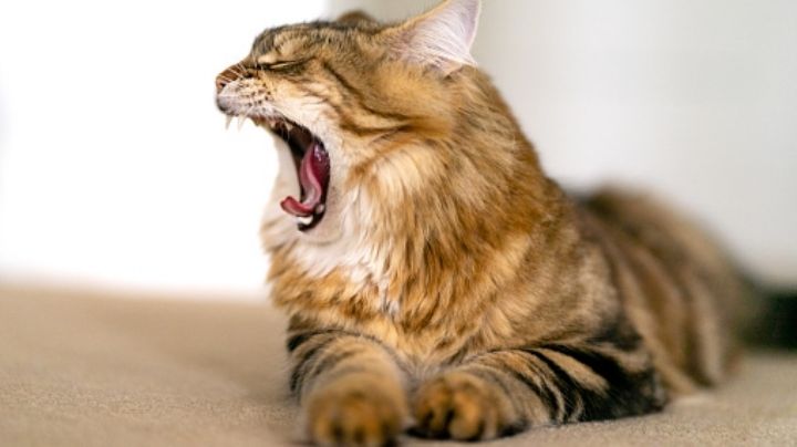 6 razones para explicar qué quiere decir tu gato cuando bosteza